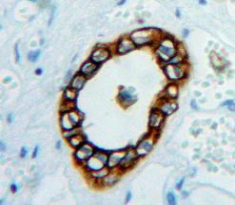 Polyclonal Antibody to Endothelial Cell Adhesion Molecule (ESAM)