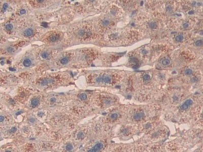 Polyclonal Antibody to SHC-Transforming Protein 3 (SHC3)