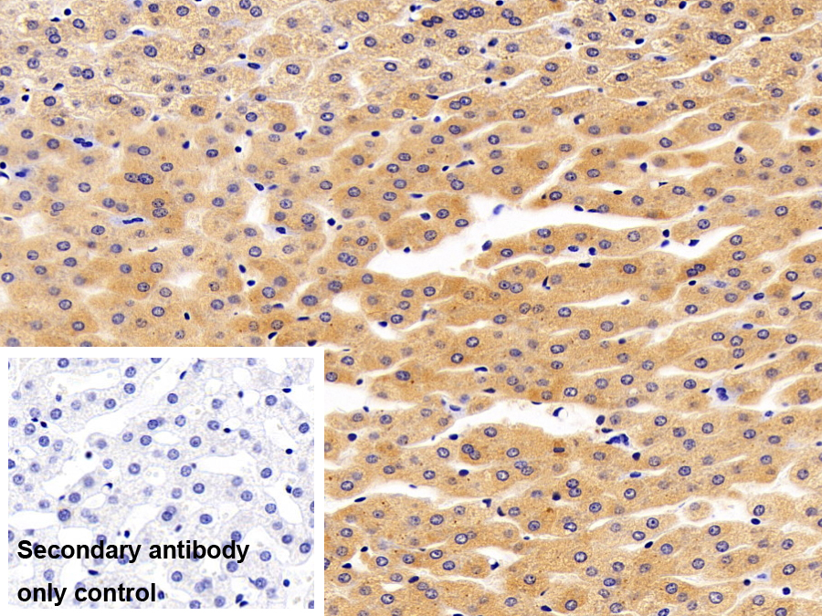 Polyclonal Antibody to N-Acylethanolamine Acid Amidase (NAAA)