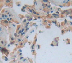 Polyclonal Antibody to Torsin 2A (TOR2A)