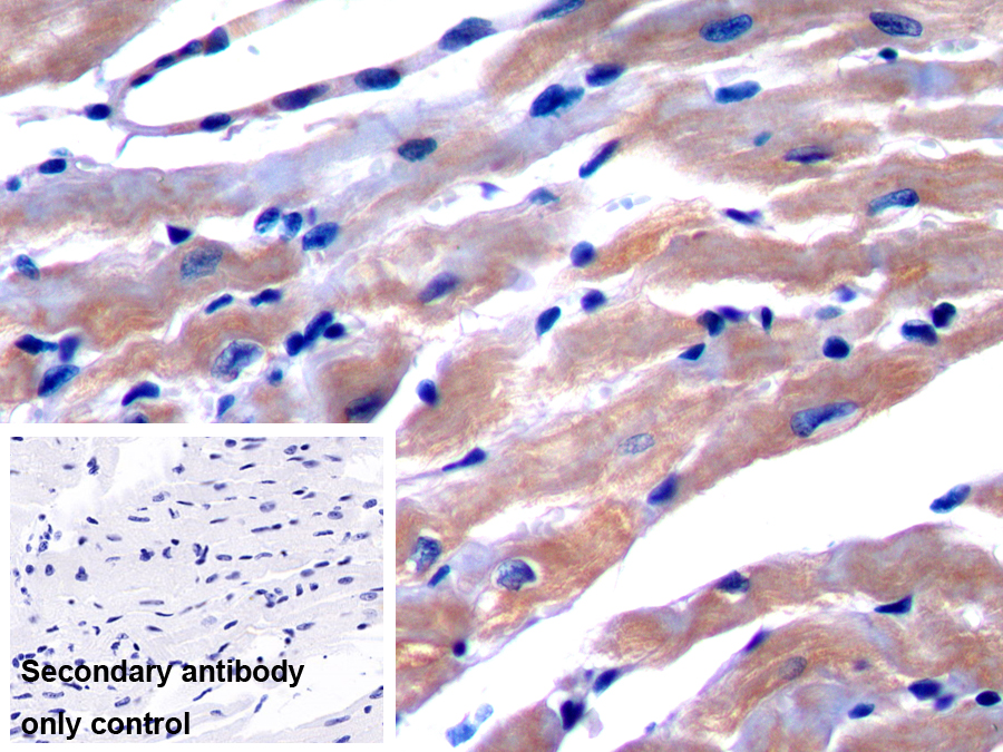 Polyclonal Antibody to Torsin 2A (TOR2A)