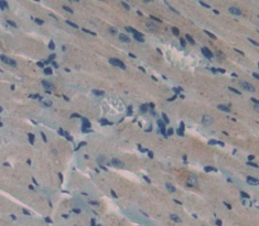 Polyclonal Antibody to Annexin A4 (ANXA4)