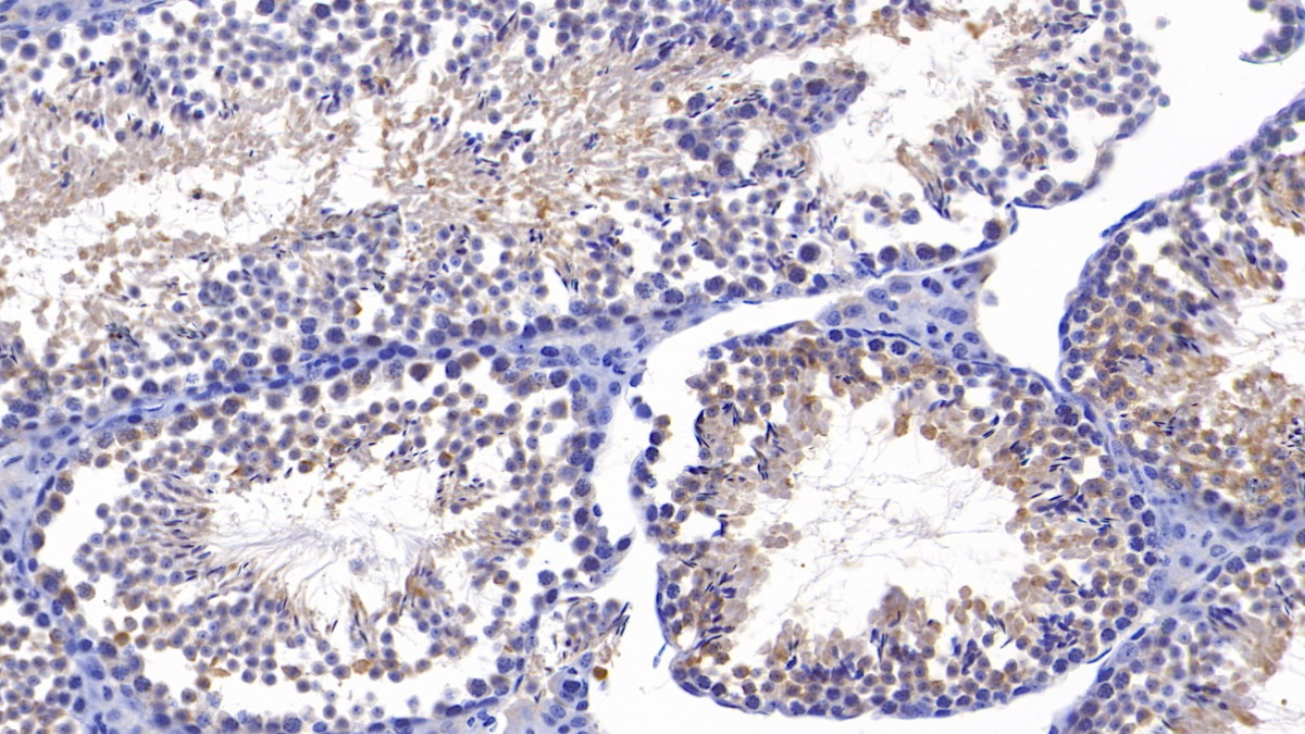 Polyclonal Antibody to Sirtuin 4 (SIRT4)