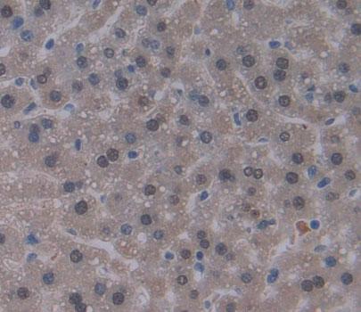 Polyclonal Antibody to Eukaryotic Translation Elongation Factor 1 Delta (EEF1d)