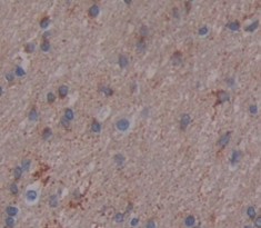 Polyclonal Antibody to Brain Specific Angiogenesis Inhibitor 3 (BAI3)