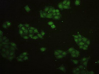 Polyclonal Antibody to Telomeric Repeat Binding Factor 2 (TERF2)