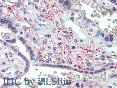 Polyclonal Antibody to Spondin 1 (SPON1)