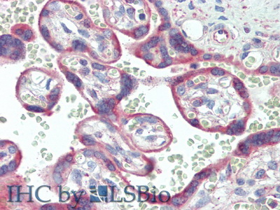 Polyclonal Antibody to Spondin 1 (SPON1)