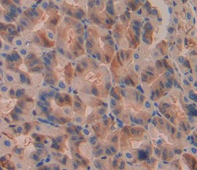 Polyclonal Antibody to Endoplasmic Reticulum Protein 44 (ERP44)