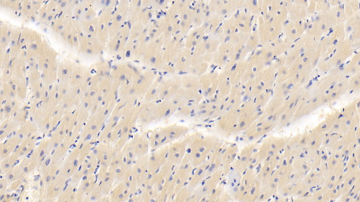 Polyclonal Antibody to Fibulin 4 (FBLN4)