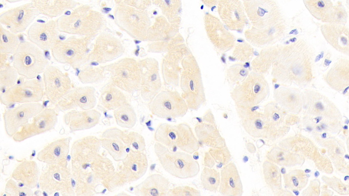 Polyclonal Antibody to Fibulin 4 (FBLN4)