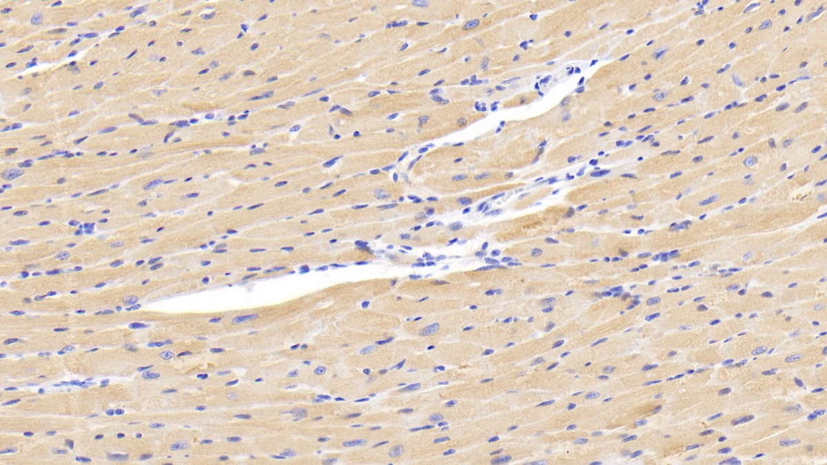 Polyclonal Antibody to Lysyl Oxidase Like Protein 1 (LOXL1)