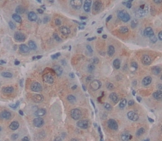 Polyclonal Antibody to Microfibrillar Associated Protein 5 (MFAP5)