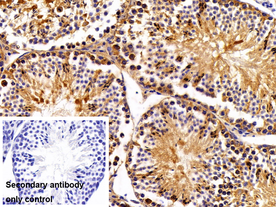 Polyclonal Antibody to Peroxiredoxin 4 (PRDX4)