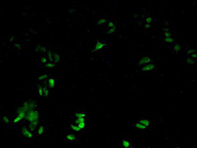 Polyclonal Antibody to Peroxiredoxin 6 (PRDX6)