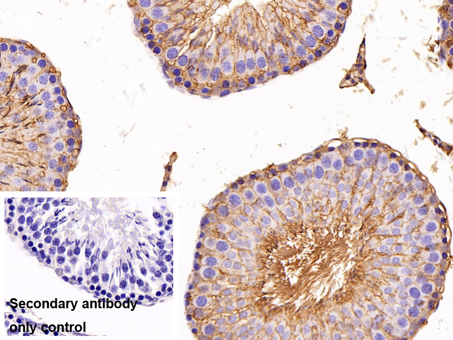 Polyclonal Antibody to Peroxiredoxin 6 (PRDX6)