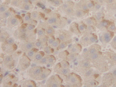 Polyclonal Antibody to Peroxiredoxin 2 (PRDX2)