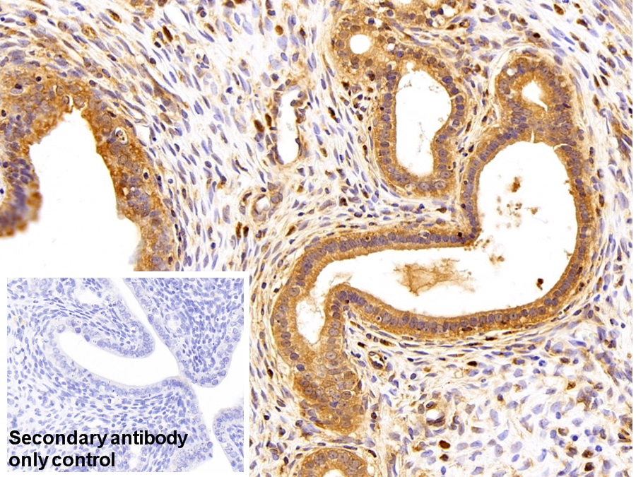 Polyclonal Antibody to Secreted Frizzled Related Protein 4 (SFRP4)