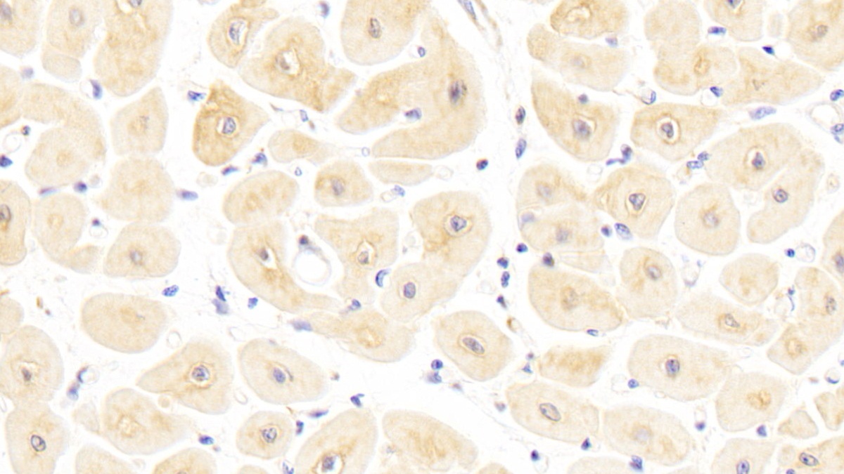 Polyclonal Antibody to Secreted Frizzled Related Protein 1 (SFRP1)