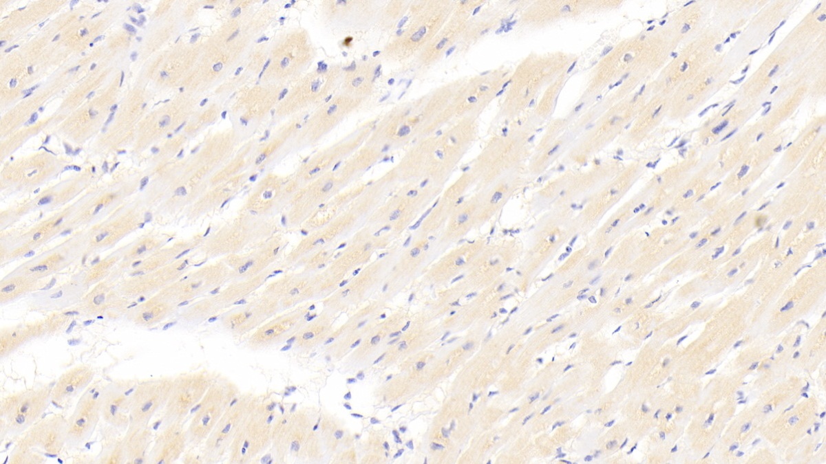 Polyclonal Antibody to Corin (CRN)