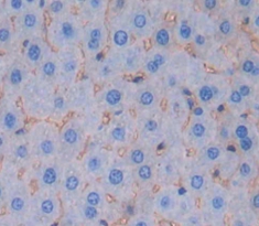 Polyclonal Antibody to Channel Activating Protease 1 (CAP1)