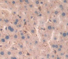 Polyclonal Antibody to Dipeptidyl Peptidase 9 (DPP9)