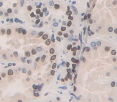 Polyclonal Antibody to Transcription Termination Factor, RNA polymerase I (TTF1)