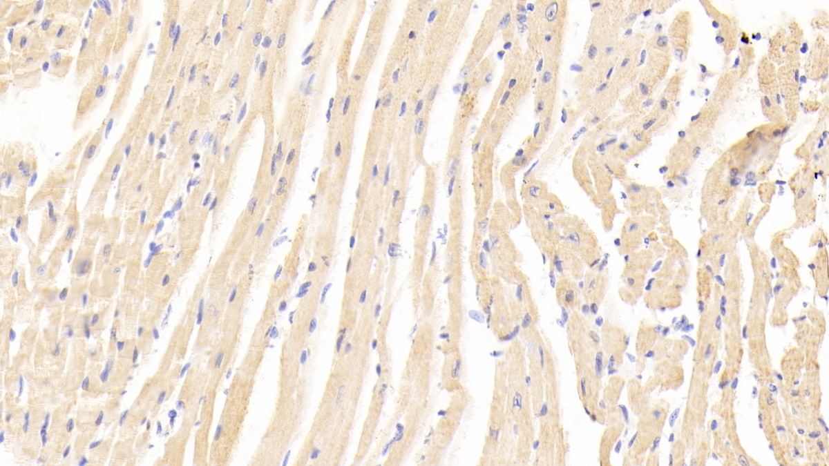 Polyclonal Antibody to Ankyrin Repeat Domain Protein 1 (ANKRD1)