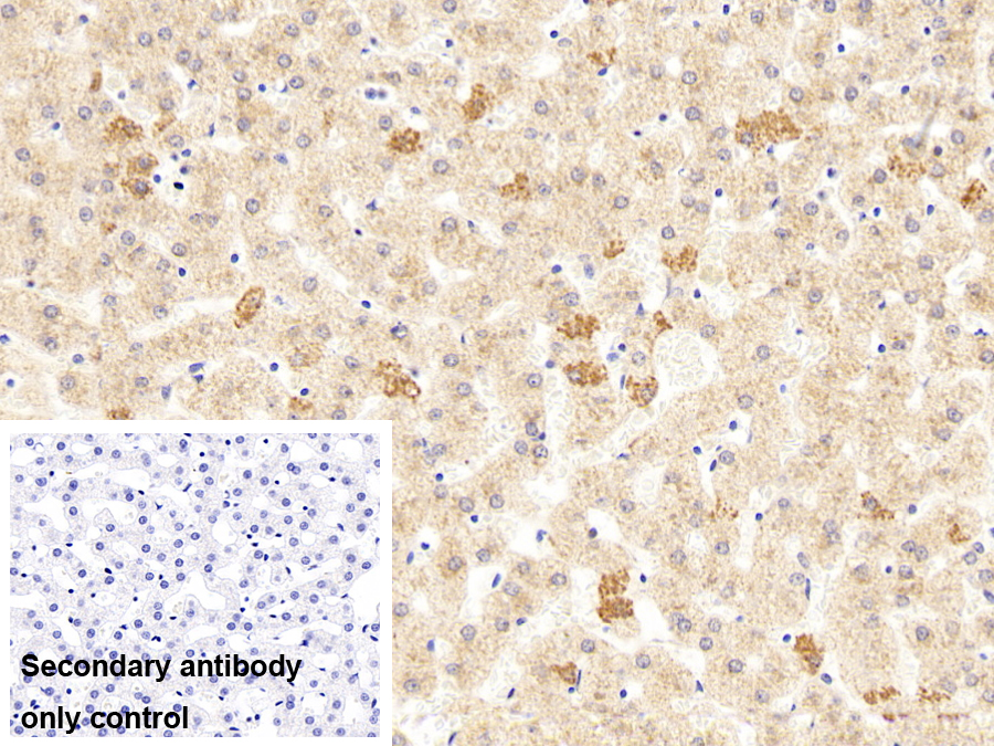 Polyclonal Antibody to WNK Lysine Deficient Protein Kinase 1 (WNK1)