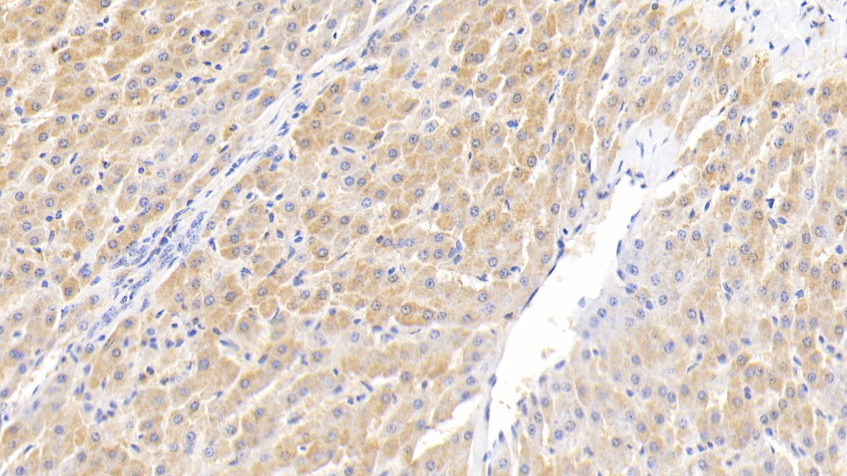 Polyclonal Antibody to Sulfite Oxidase (SUOX)