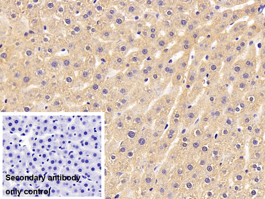 Polyclonal Antibody to Sulfite Oxidase (SUOX)