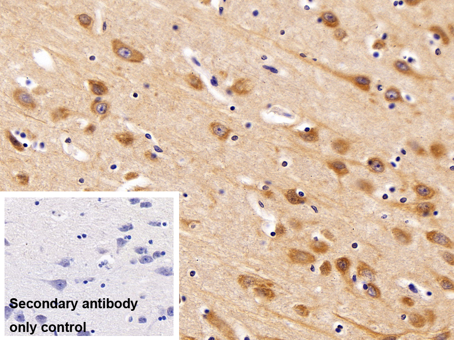 Polyclonal Antibody to SRSF Protein Kinase 2 (SRPK2)