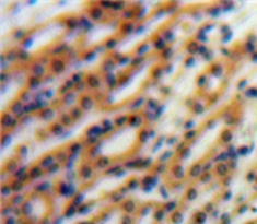 Polyclonal Antibody to Nephronectin (NPNT)