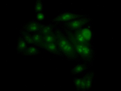 Polyclonal Antibody to NFKB Repressing Factor (NKRF)