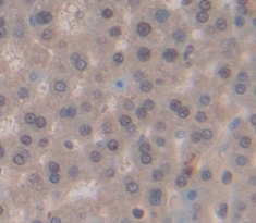 Polyclonal Antibody to Never In Mitosis Gene A Related Kinase 2 (NEK2)