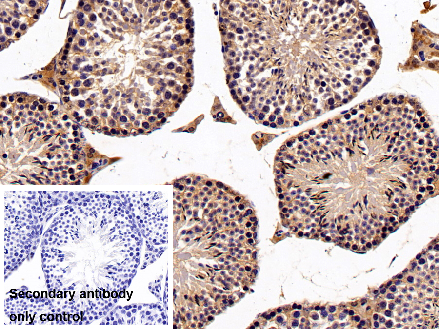 Polyclonal Antibody to Nucleosome Assembly Protein 1 Like Protein 1 (NAP1L1)