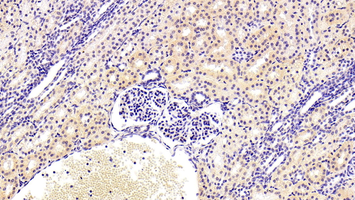 Polyclonal Antibody to Kynurenine-3-Monooxygenase (KMO)