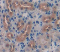 Polyclonal Antibody to Klotho (KL)