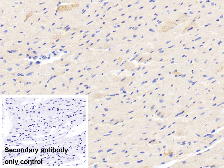 Polyclonal Antibody to Follistatin Like Protein 3 (FSTL3)