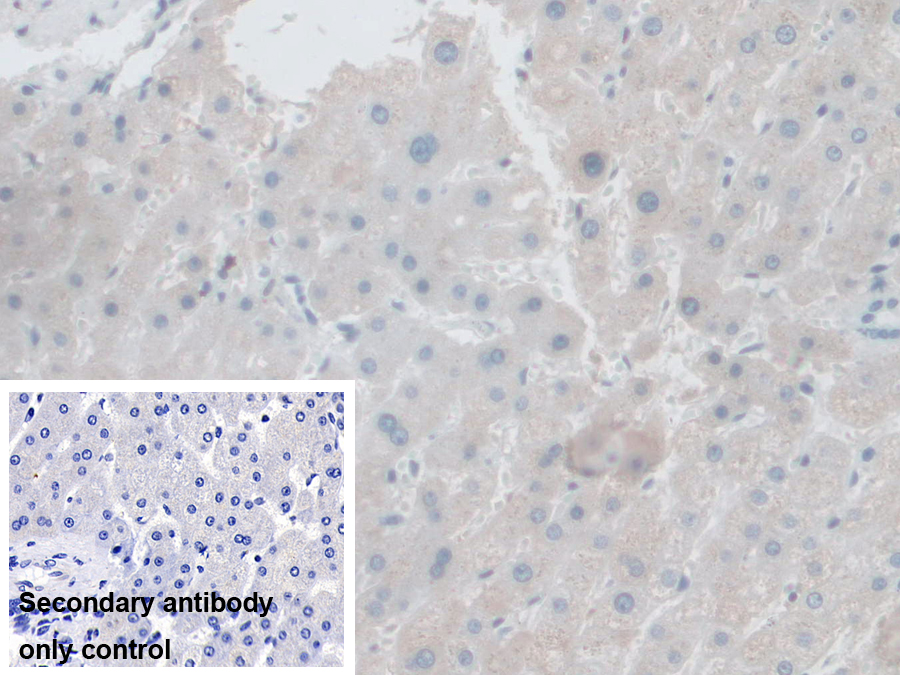 Polyclonal Antibody to Follistatin Like Protein 1 (FSTL1)