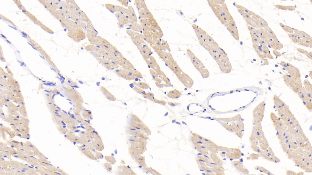 Polyclonal Antibody to Follistatin Like Protein 1 (FSTL1)