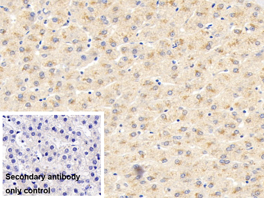 Polyclonal Antibody to Eosinophil Peroxidase (EPX)