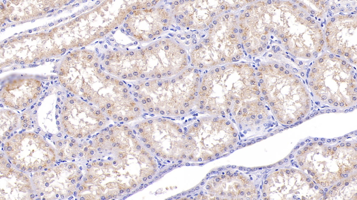 Polyclonal Antibody to D-Amino Acid Oxidase (DAO)