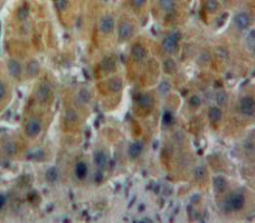 Polyclonal Antibody to Cystatin B (CSTB)