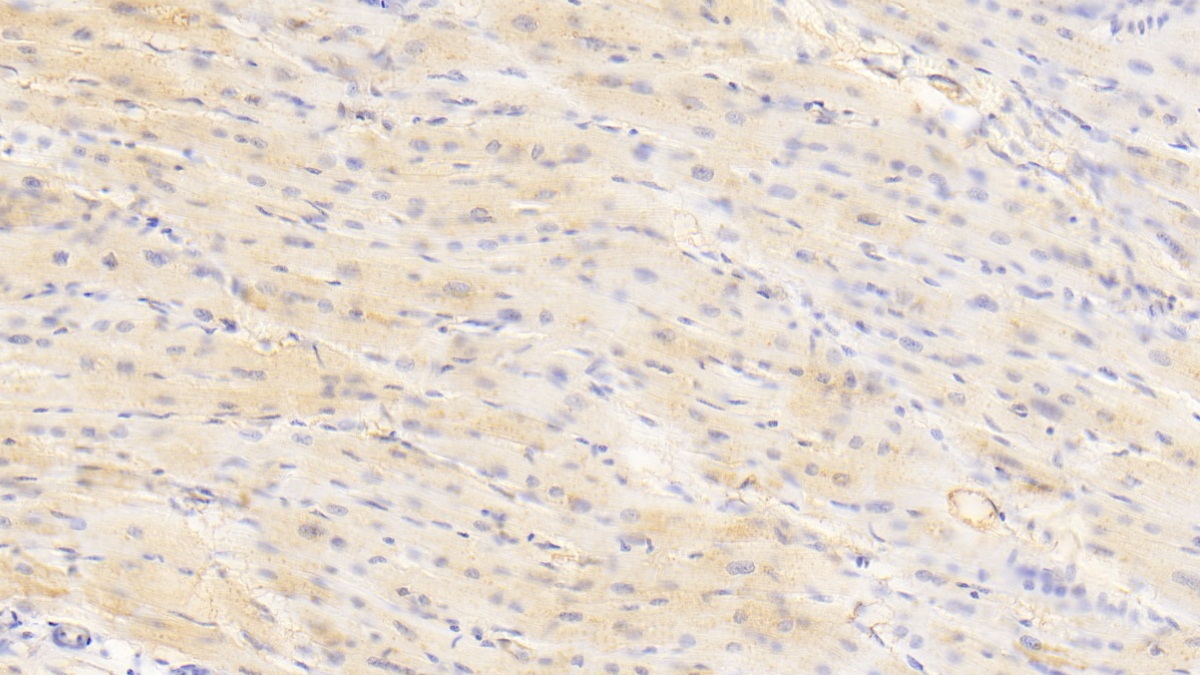 Polyclonal Antibody to Casein Kappa (CSN3)