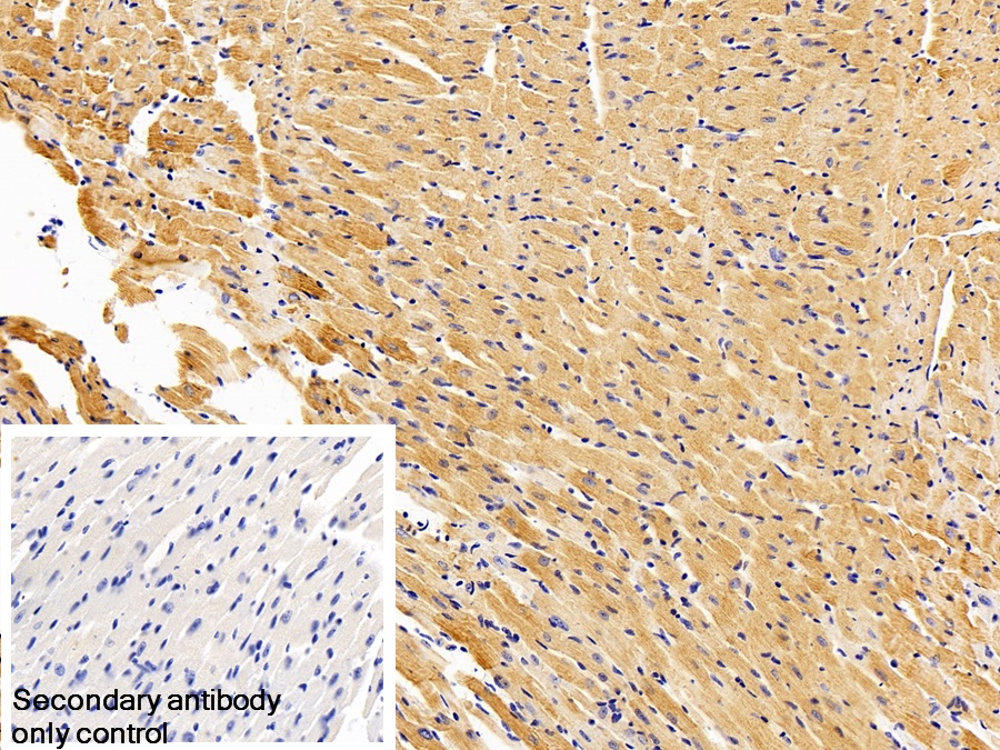 Polyclonal Antibody to Cysteine Rich With EGF Like Domains Protein 1 (CRELD1)