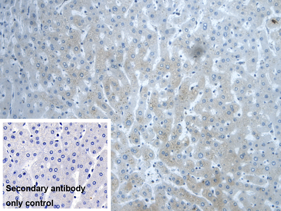 Polyclonal Antibody to Dishevelled, Dsh Homolog 1 (DVL1)