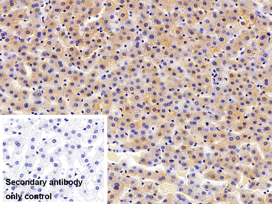 Polyclonal Antibody to Non Metastatic Cells 1, Protein NM23A Expressed In (NME1)