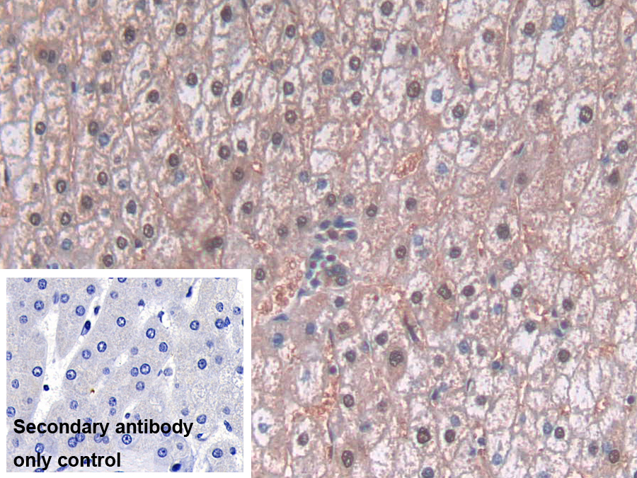 Polyclonal Antibody to L-Threonine Dehydrogenase (TDH)