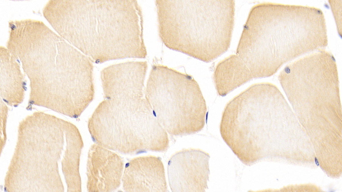 Polyclonal Antibody to NODAL Modulator 1 (NOMO1)